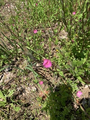 Oenothera rosea
