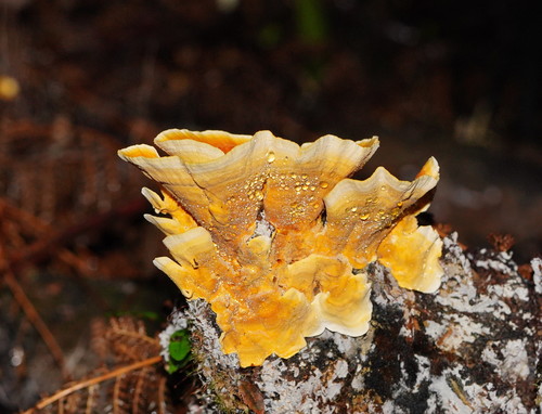 Stereum versicolor