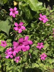 Oxalis articulata