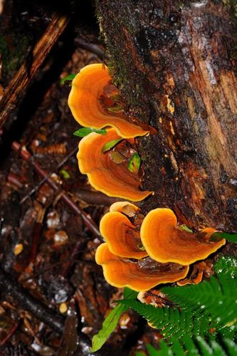 Stereum versicolor