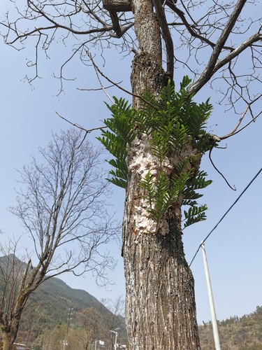 Drynaria roosii