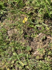 Pseudognaphalium affine