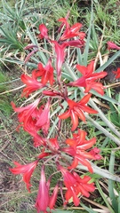Hippeastrum ramboi