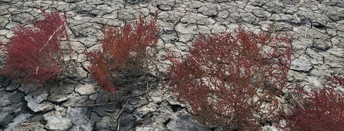 Suaeda japonica iNat (2)