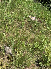 Erigeron philadelphicus