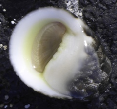 Nerita polita