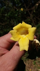 Amphilophium crucigerum