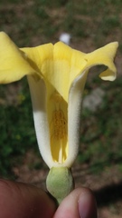 Amphilophium crucigerum