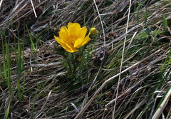 Adonis apennina