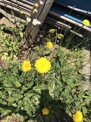 Taraxacum officinale