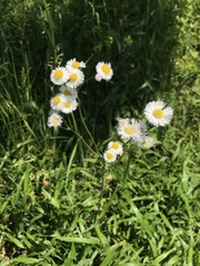 Erigeron philadelphicus