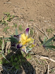 Iris × hybrida