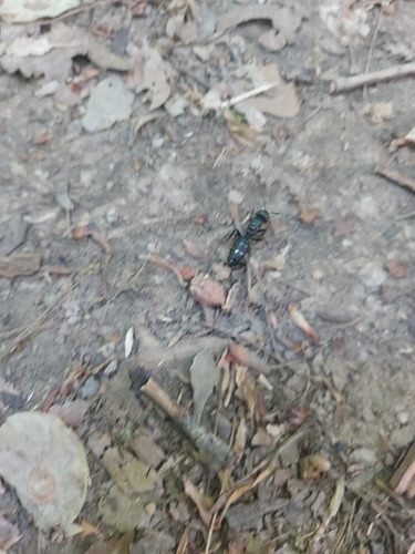 Hairy Carpenter Ant