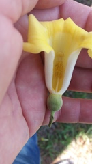 Amphilophium crucigerum