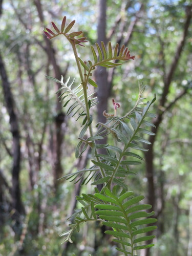 Image of Grevillea caleyi by (c) ian_mcallan, some rights reserved (CC BY)