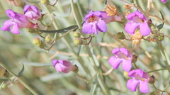 Penstemon incertus