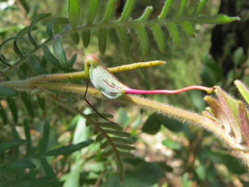Image of Grevillea caleyi by (c) ian_mcallan, some rights reserved (CC BY)