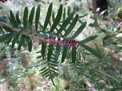 Grevillea caleyi, photograph (c) ian_mcallan, some rights reserved (CC BY)