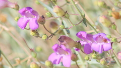 Penstemon incertus