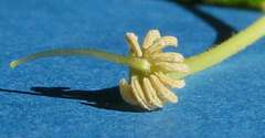 Helicteres laciniosa