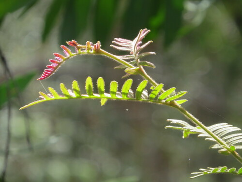 Image of Grevillea caleyi by (c) ian_mcallan, some rights reserved (CC BY)
