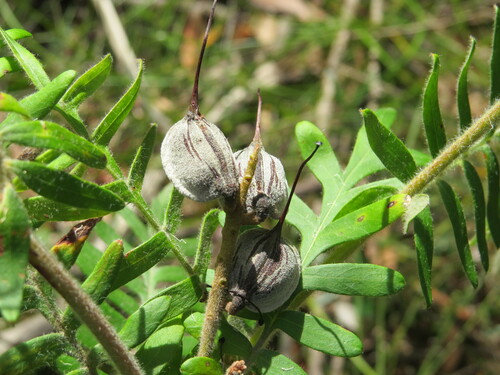 Image of Grevillea caleyi by (c) ian_mcallan, some rights reserved (CC BY)