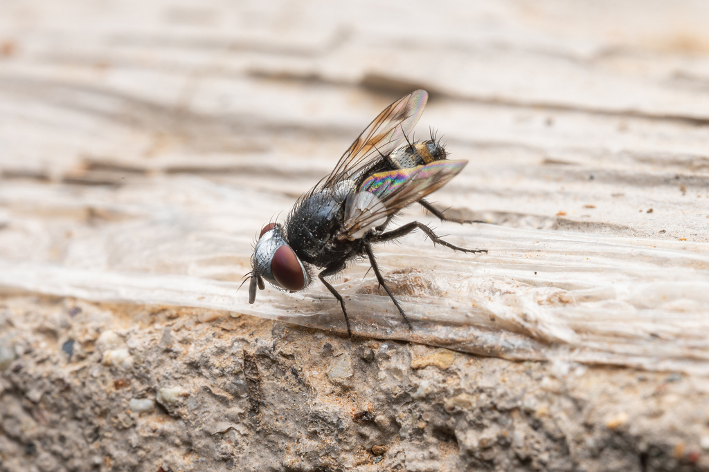 Sphenometopa mongolica