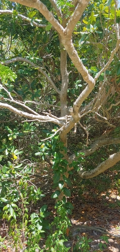 Guaiacum image