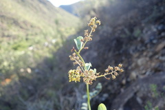 Dioscorea hemicrypta