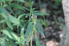 Prunella vulgaris lanceolata
