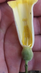 Amphilophium crucigerum