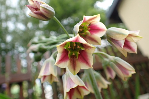 Allium siculum