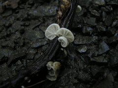 Campanella tristis