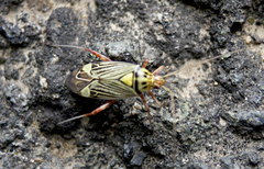 Rhabdomiris striatellus