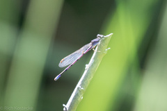Argia fumipennis