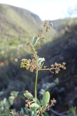 Dioscorea hemicrypta