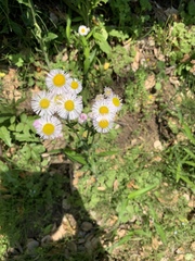 Erigeron philadelphicus