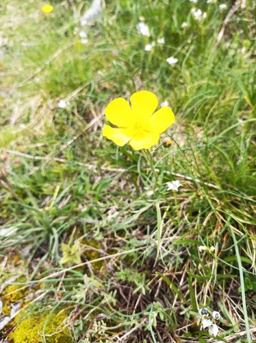 Image of Ranunculus gramineus by no rights reserved