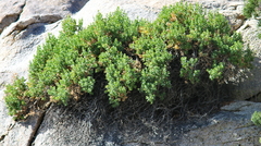 Ericameria cuneata