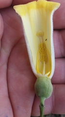 Amphilophium crucigerum