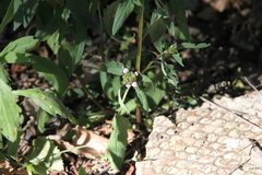 Prunella vulgaris lanceolata