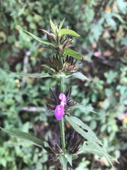 Dicliptera clinopodia