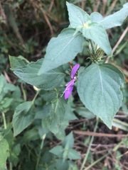 Dicliptera clinopodia