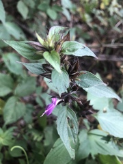 Dicliptera clinopodia