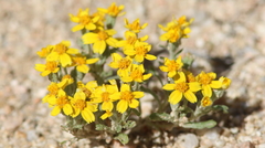 Eriophyllum wallacei