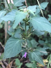 Dicliptera clinopodia