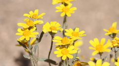 Eriophyllum wallacei