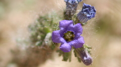 Phacelia fremontii