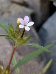 Collomia tinctoria