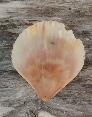 Chlamys hastata